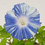 鼓の舞(キフセ 浅葱縞) 鼓の舞(キフセ 浅葱縞)