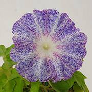 彩の光(キセ 紺吹掛) 彩の光(キセ 紺吹掛)