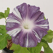 那須の夢(キセ 黒鳩縞) 那須の夢(キセ 黒鳩縞)