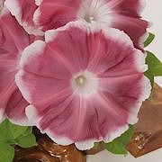 仙の月(キセ 茶覆輪日輪抜) 仙の月(キセ 茶覆輪日輪抜)