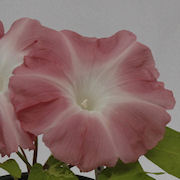 杜の茜雲(キフセ 茶無地) 杜の茜雲(キフセ 茶無地)