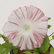 長寿(キフセ 茶縞) 長寿(キフセ 茶縞)