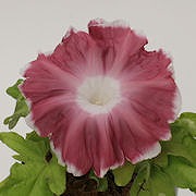 茶園の月(キフセ 茶覆輪日輪抜) 茶園の月(キフセ 茶覆輪日輪抜)