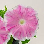 花王(キフセ 桃覆輪日輪抜:中性) 花王(キフセ 桃覆輪日輪抜:中性)