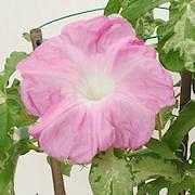 城華宴(桃無地日輪抜) 城華宴(桃無地日輪抜)