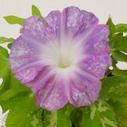 藤の戸(キフセ 藤荒吹雪:やや強性) 藤の戸(キフセ 藤荒吹雪:やや強性)