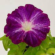 田華の紫絞(紫吹掛) 田華の紫絞(紫吹掛)